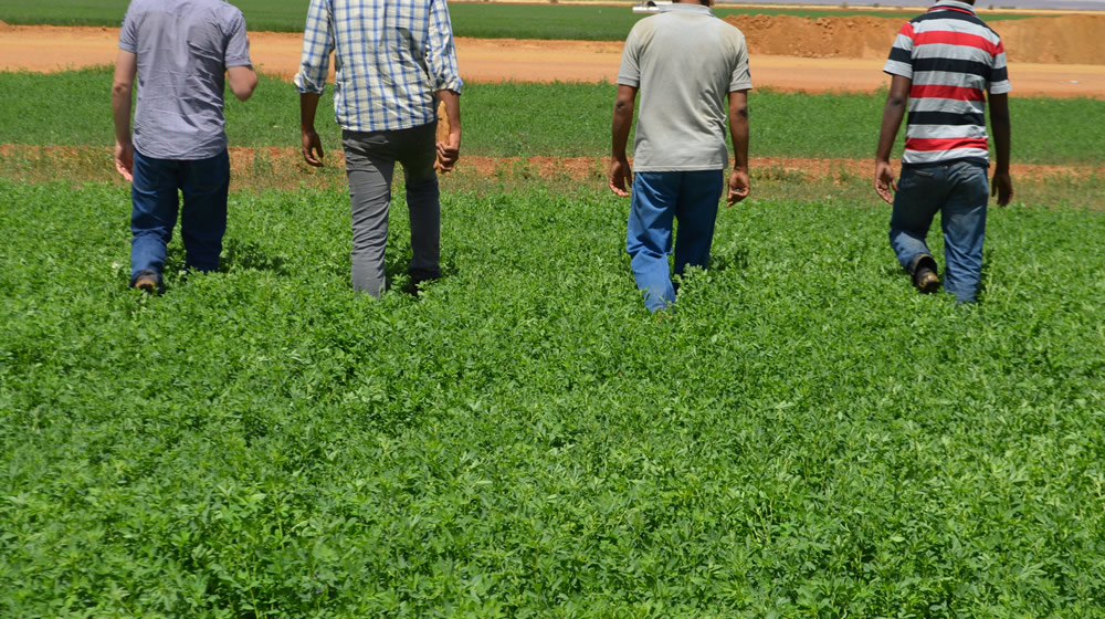 Growing alfalfa in arid areas