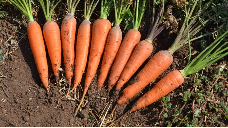 Successfully grow Carrots