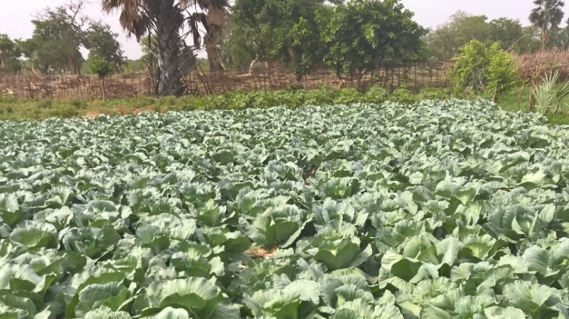 Cabbage variety: do the right choice with ICS