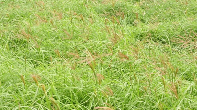 Reclaimer Rhodes grass