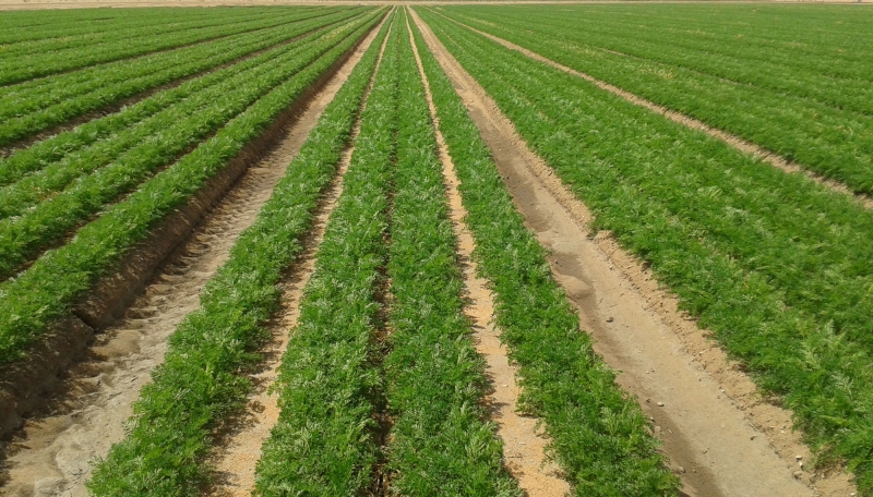 Profitable large scale carrot farming