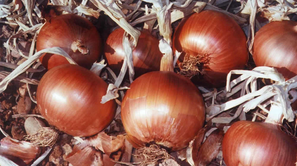 Profitable Onion crops