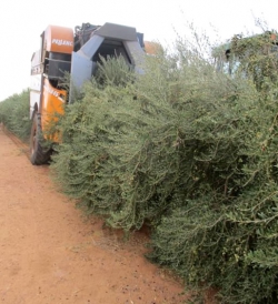 Trailed Olive harvester from Pellenc