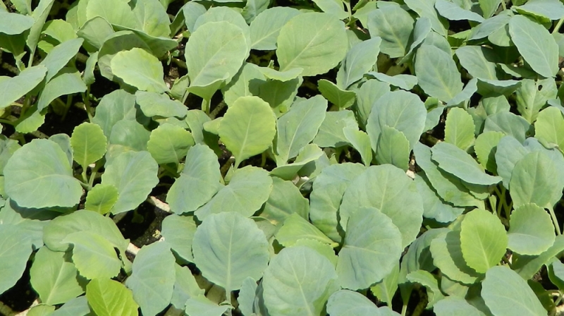 Successful cabbage seedlings
