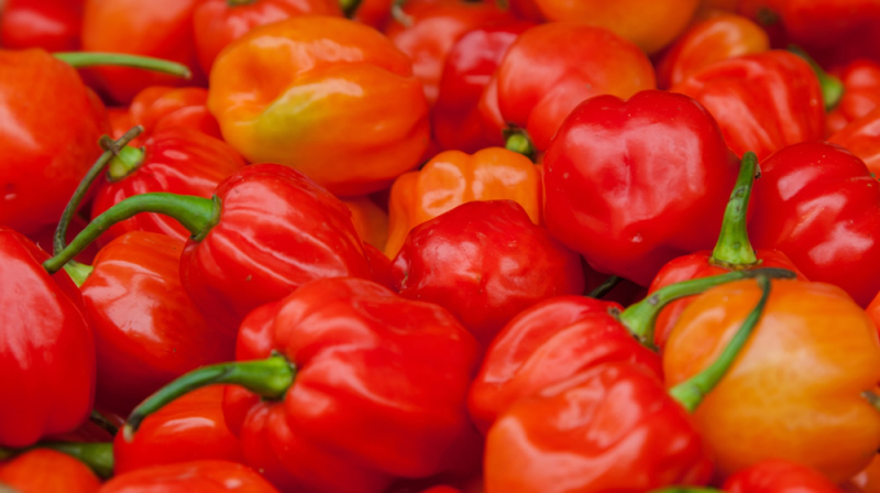 Hot pepper Red Habanero Goana: