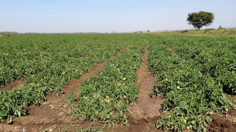 Tomate hybride déterminée de plein champ en Ethiopie