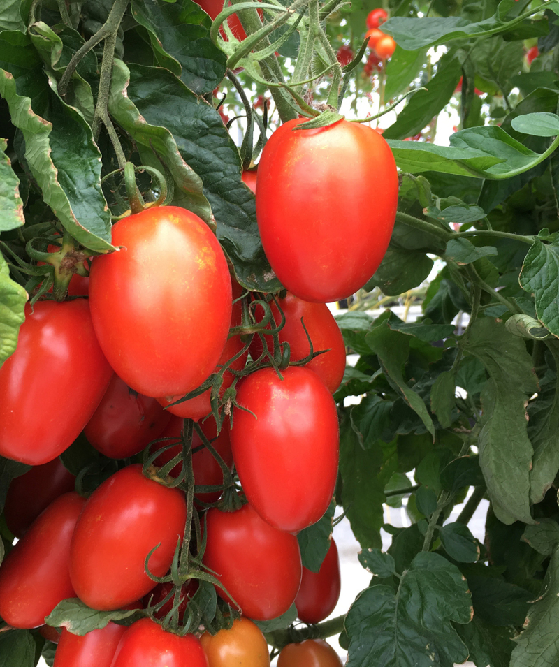 Tomates destinées au marché de frais