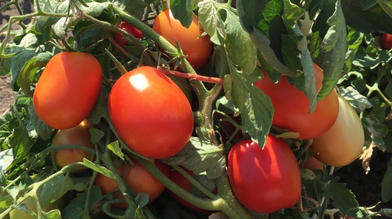 Growing Tomatoes with ICS