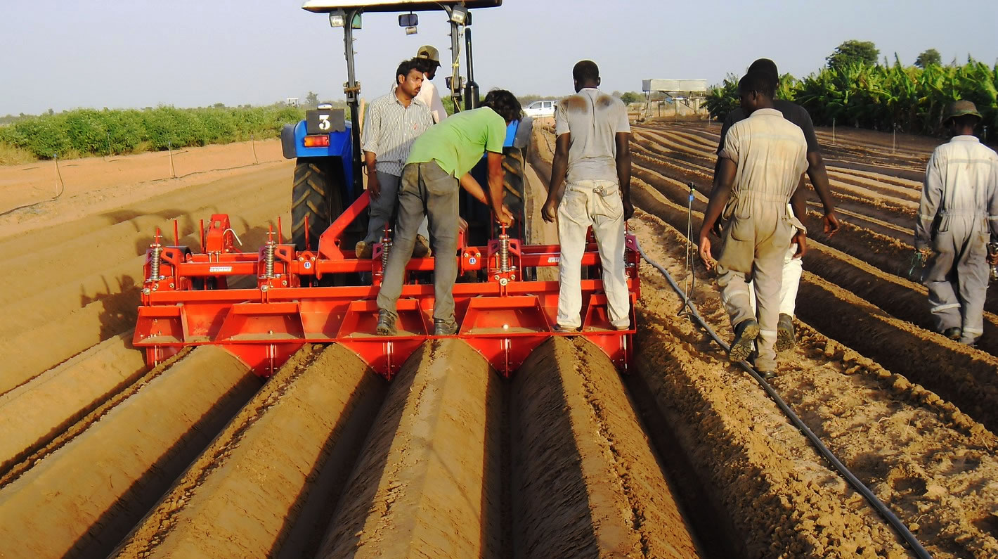 potato growers irrigation
