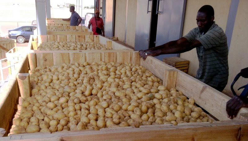 Stockage de la pomme de terre