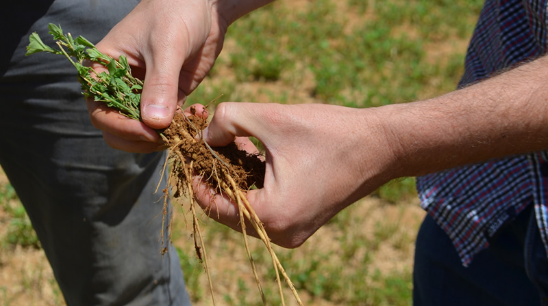 Alfalfa crops