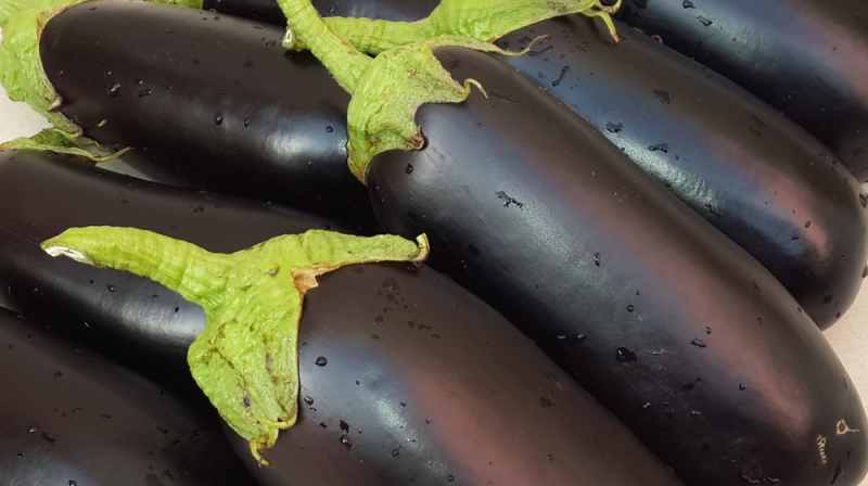 Eggplant F1 Marwa: earliness and high yield!