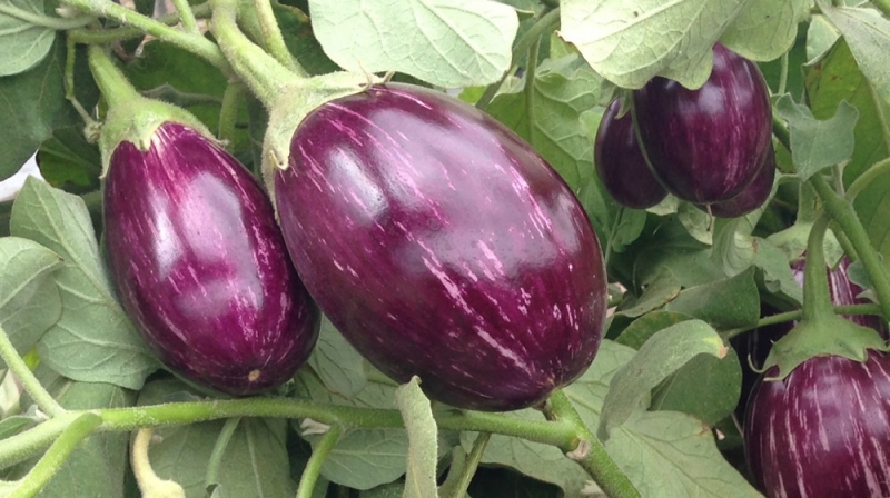 Aubergine rayée : 