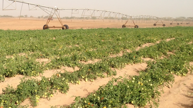 Hybrid tomatoes