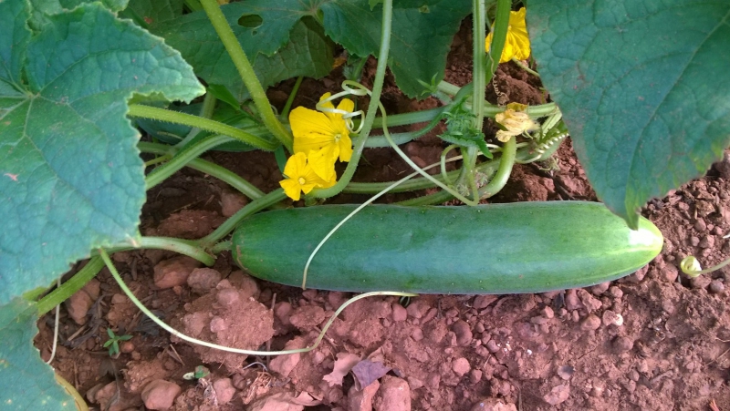 Cucumber F1 Soundiata