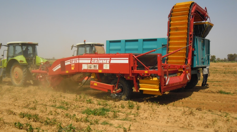 Grimme Potato Harvesters