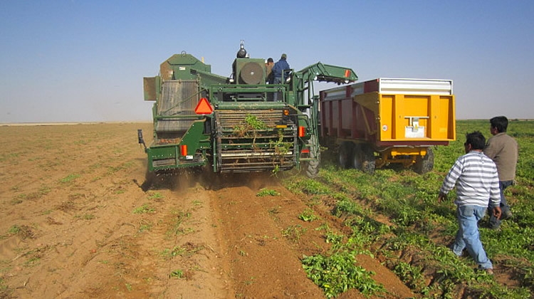 Lockwood Potato Harvester 