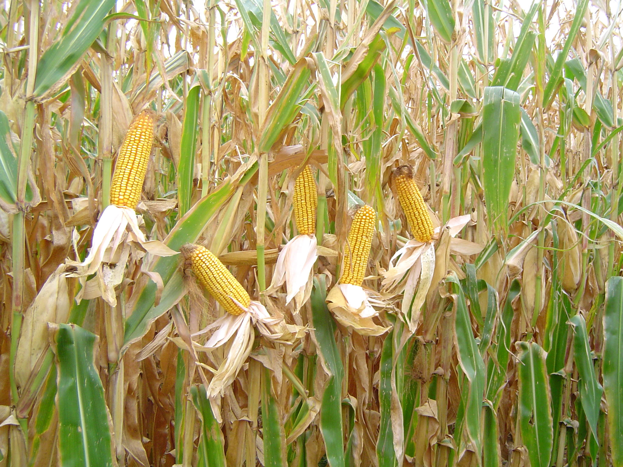 10 conseils pour cultiver du maïs – Comment mieux semer et récolter - LG  Seeds Belgium