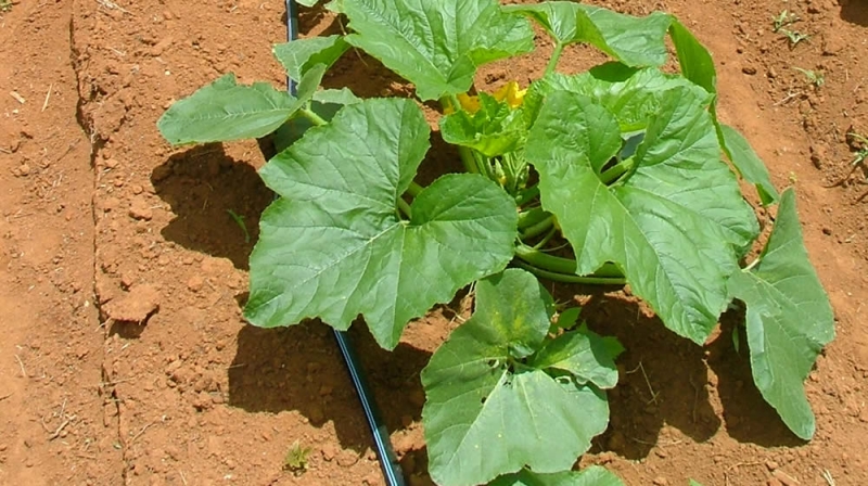 Drip irrigation