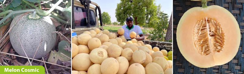 5 Filets Hamacs Pour Melons Et Pastèques - Pour Culture Verticale Au Jardin - Support Réutilisable Pour Fruits Lourds - 4