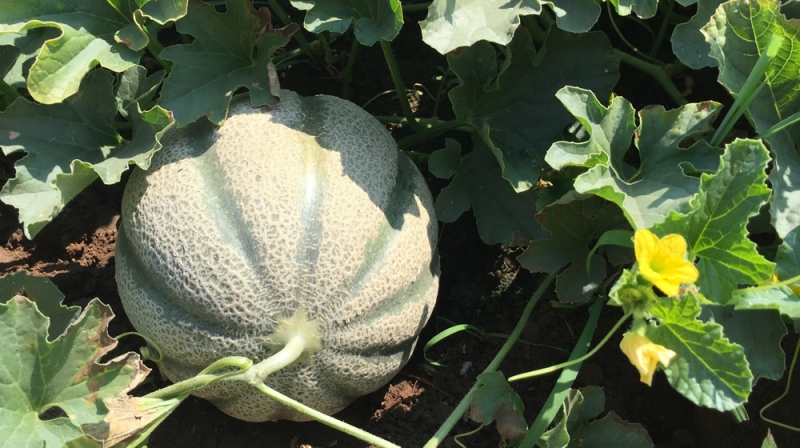 Melon Cantaloupe type with Long shelf life