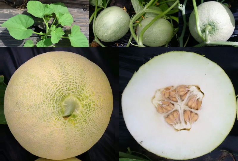 Melon and watermelon seeds
