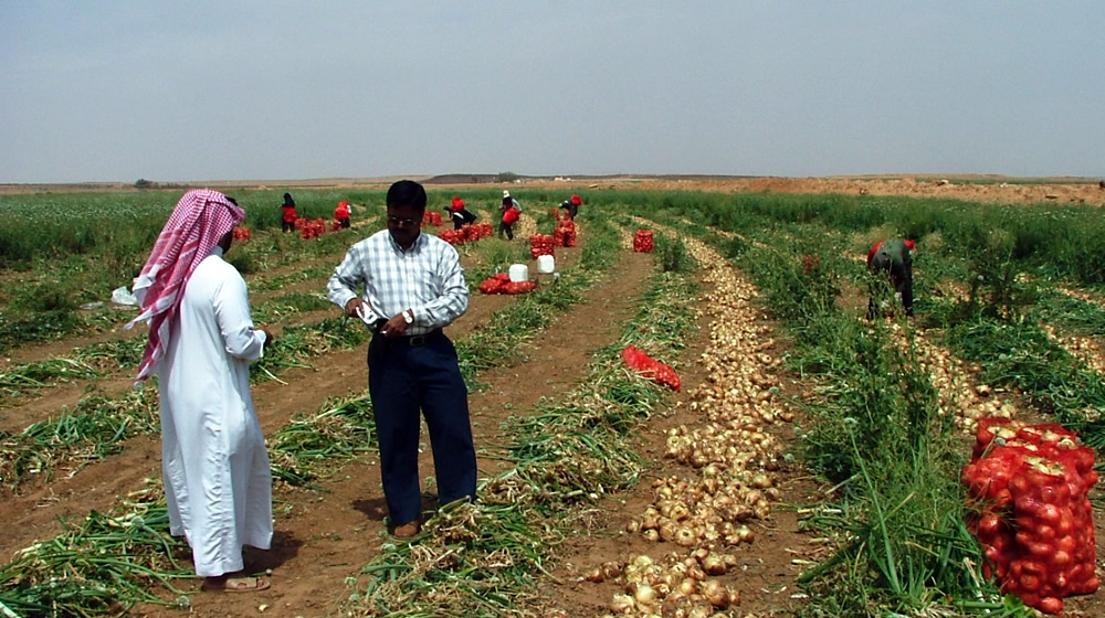 Grow Onions with ICS