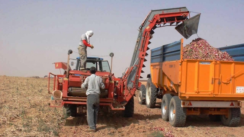 Harvesting Onions with ICS