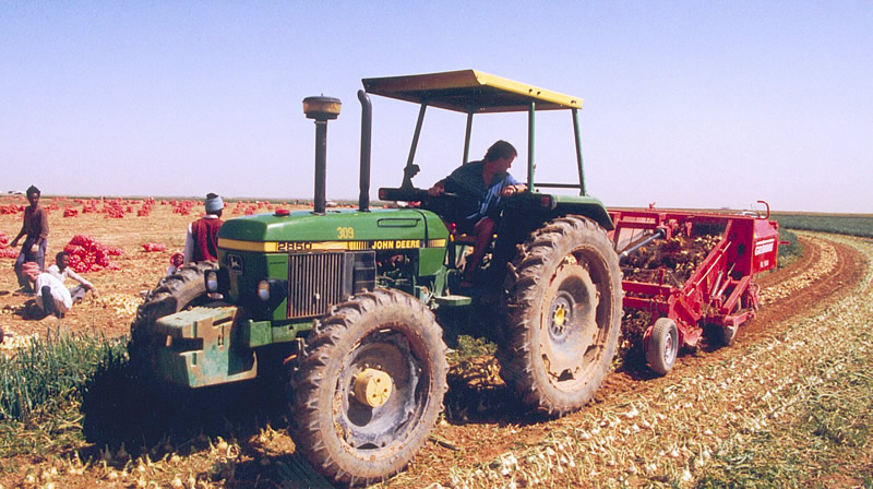 Onion topping and windrowing