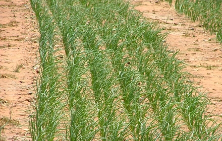 Onion Weed Control Integral Weed Management Program