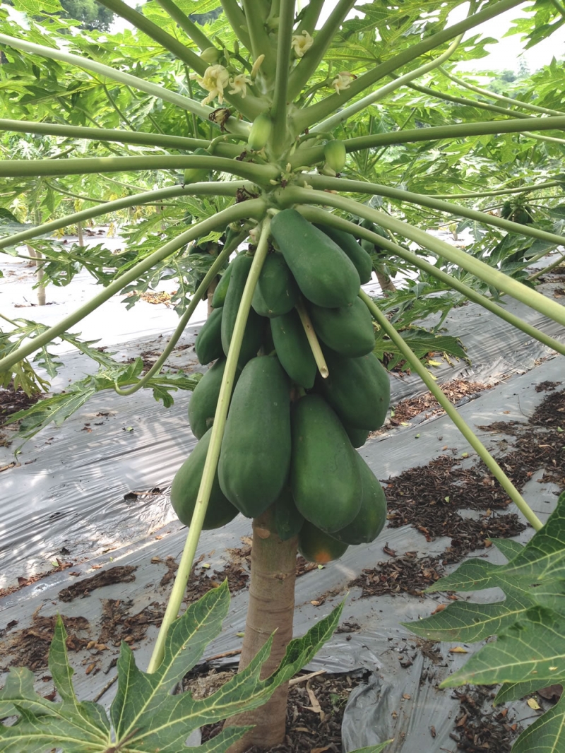 Papaya two productive varieties provided by ICS