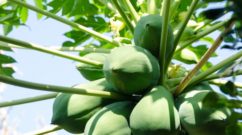 Papaya Amazone