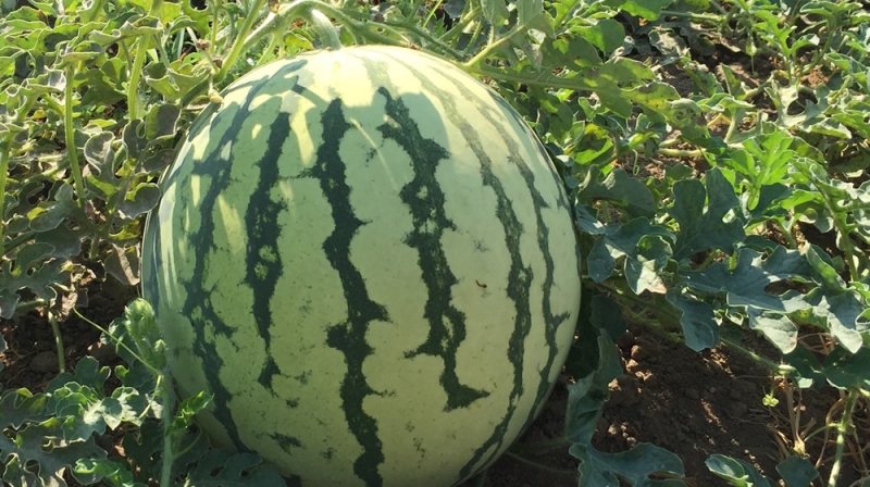 Pastèque type Tigrée : une écorce attractive !