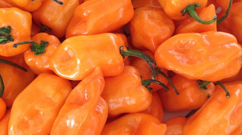 Piment Goana orange :