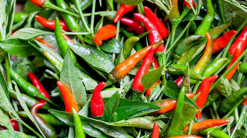 Des piments forts à la saveur fruitée