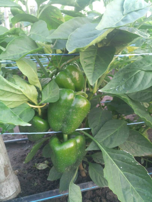 Semences de poivron des variétés adaptées à l