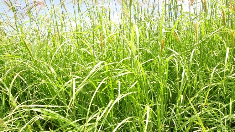 Rhodes grass varieties