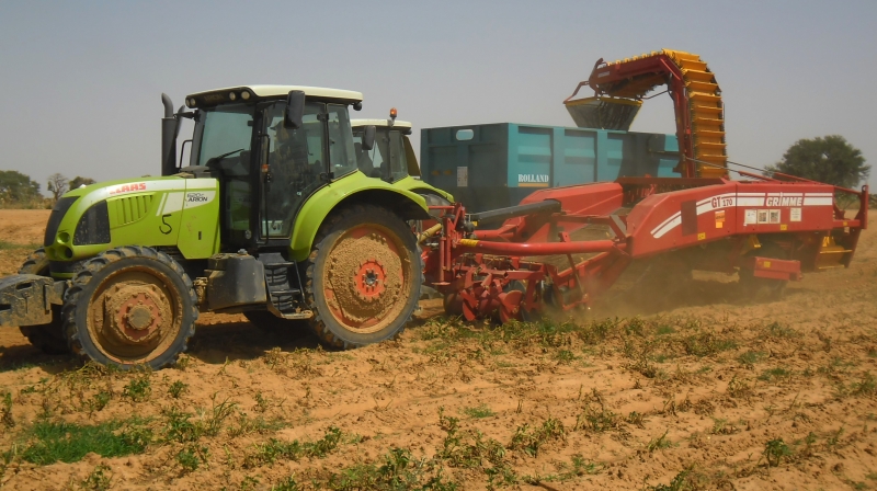 Profitable Potato crops