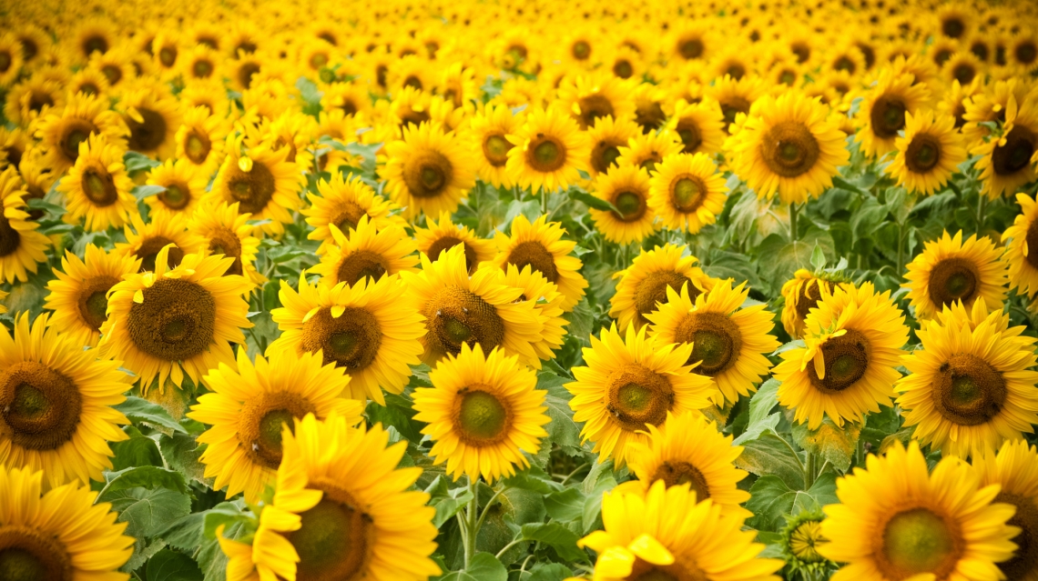 sunflower how to grow rain fed crops in africa sun flower