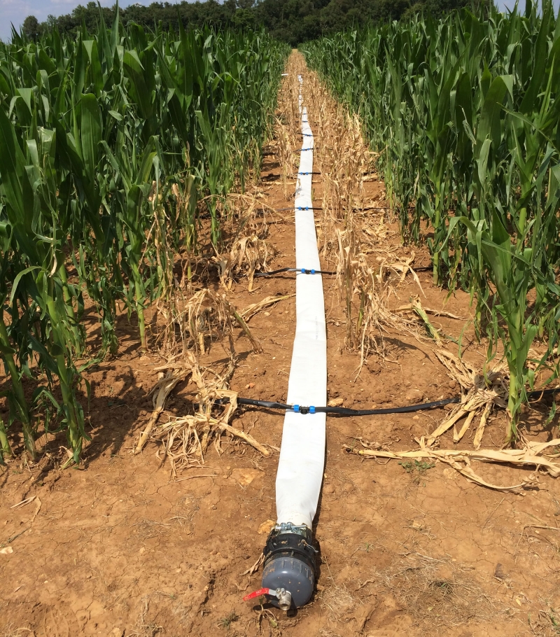 Drip irrigation: for field crops too!