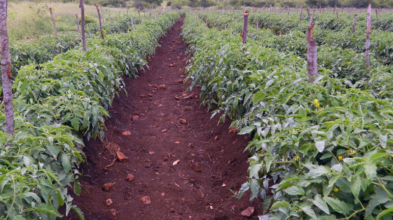 Tomate hybride de plein champ palissée en Afrique Australe 