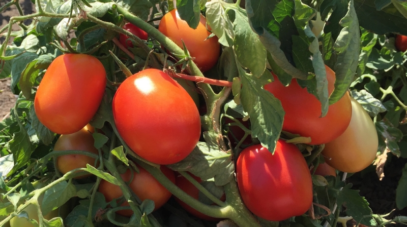 LES DIFFÉRENTES VARIÉTÉS DE TOMATES - Färm