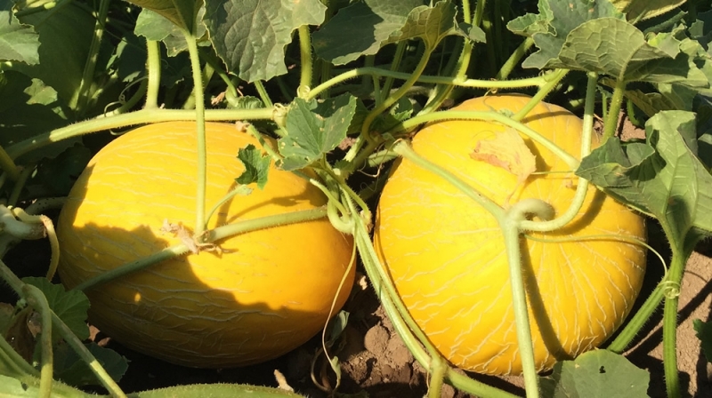 Melon Jaune canari : fruits uniformes et chair bien sucrée