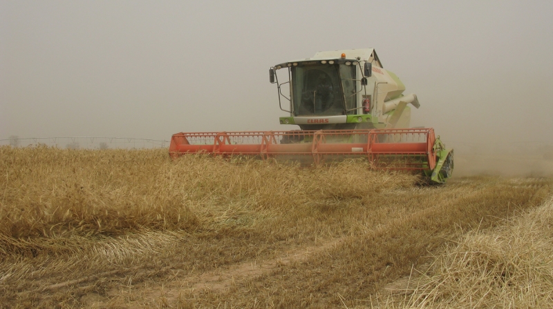 Cereal harvest in Mali